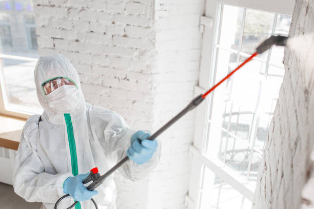 Best Attic Mold Removal  in Sterling, CO